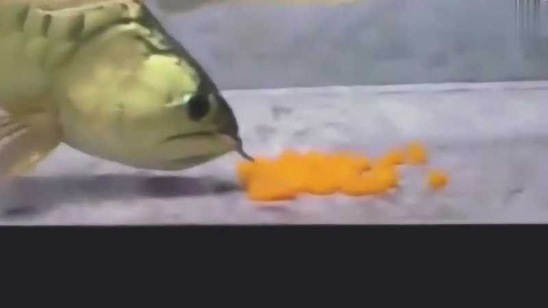 金龍魚群動態視頻（關于金龍魚群動態視頻的相關資源推薦：兇猛高背金龍魚進食視頻）