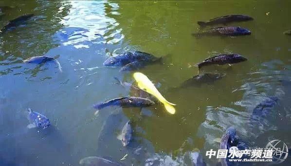 如何預防龍魚中毒？（中國鰻魚網龍魚中毒死亡原因大揭秘如何避免悲劇發生）