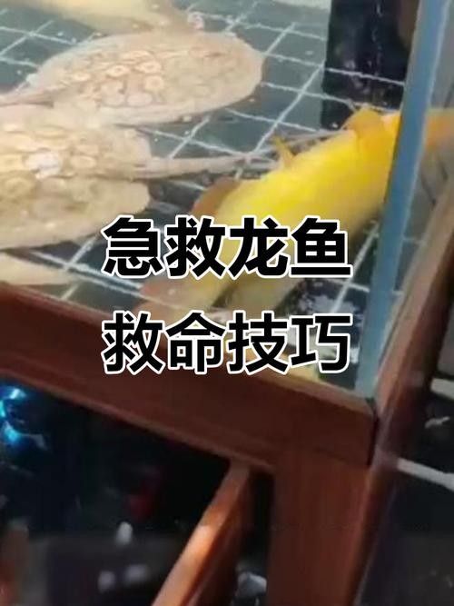 如何預防龍魚中毒？（中國鰻魚網龍魚中毒死亡原因大揭秘如何避免悲劇發生）