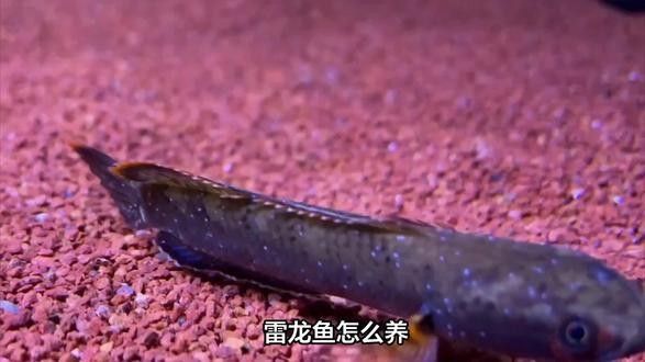 幻紅雷龍魚適合新手嗎（幻彩紅寶石雷龍（簡稱幻紅）是公認最適合新手入門的雷龍魚品種之一）
