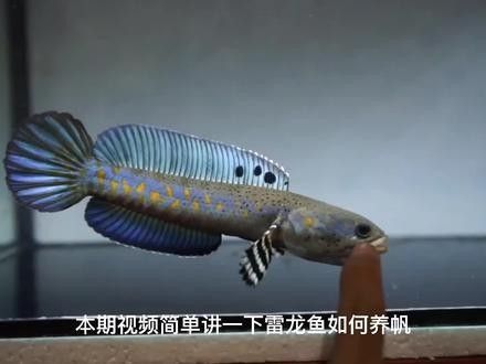幻紅雷龍魚適合新手嗎（幻彩紅寶石雷龍（簡稱幻紅）是公認最適合新手入門的雷龍魚品種之一）