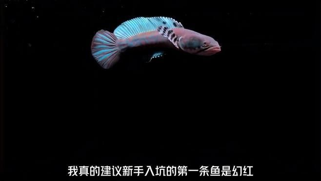 幻紅雷龍魚適合新手嗎（幻彩紅寶石雷龍（簡稱幻紅）是公認最適合新手入門的雷龍魚品種之一）