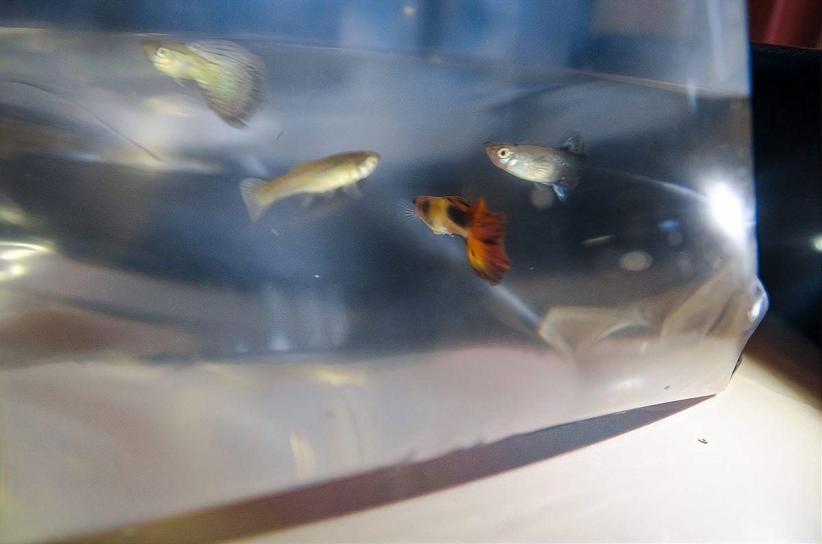 蝴蝶鯉和白金龍鳳鯉哪個更受歡迎？（蝴蝶鯉和白金龍鳳鯉在觀賞魚市場的受歡迎程度存在差異）
