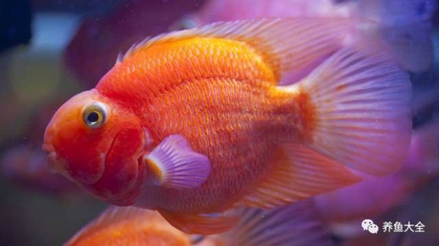 龍魚吐白色絮狀物會傳染嗎（龍魚吐白色絮狀物是否傳染需結合具體成因判斷）