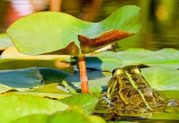 角蛙在龍魚(yú)缸中如何飼養(yǎng)（角蛙與龍魚(yú)混養(yǎng)存在較大風(fēng)險(xiǎn)）