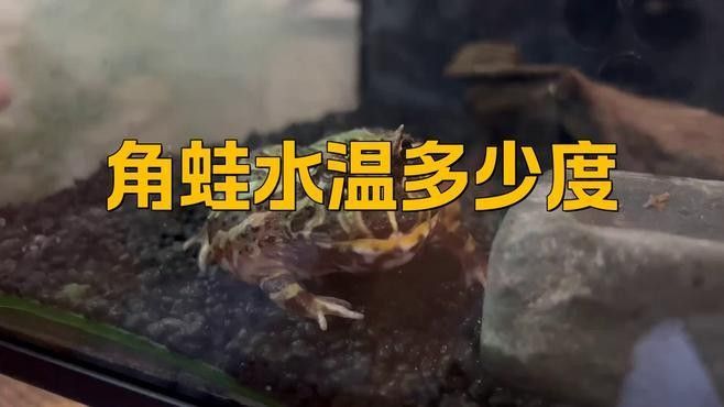 角蛙在龍魚(yú)缸中如何飼養(yǎng)（角蛙與龍魚(yú)混養(yǎng)存在較大風(fēng)險(xiǎn)）