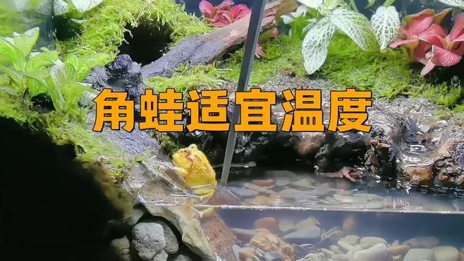 角蛙在龍魚(yú)缸中如何飼養(yǎng)（角蛙與龍魚(yú)混養(yǎng)存在較大風(fēng)險(xiǎn)）