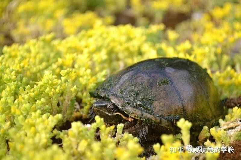 發色輔助半水位對龜有何影響（烏龜能長期養在水里嗎）
