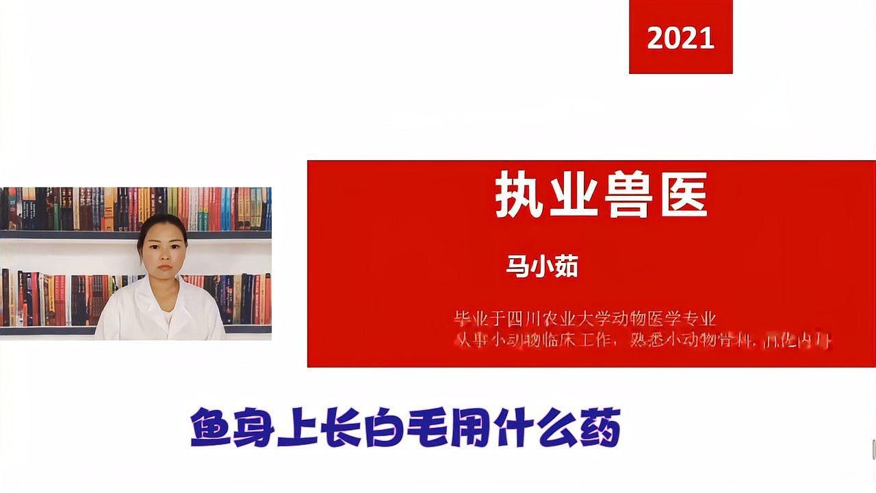 哪種藥物治療水霉病最有效（玄寵宿舍，魚身上長白毛怎么治療）