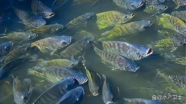 哪種藥物治療水霉病最有效（玄寵宿舍，魚身上長白毛怎么治療）