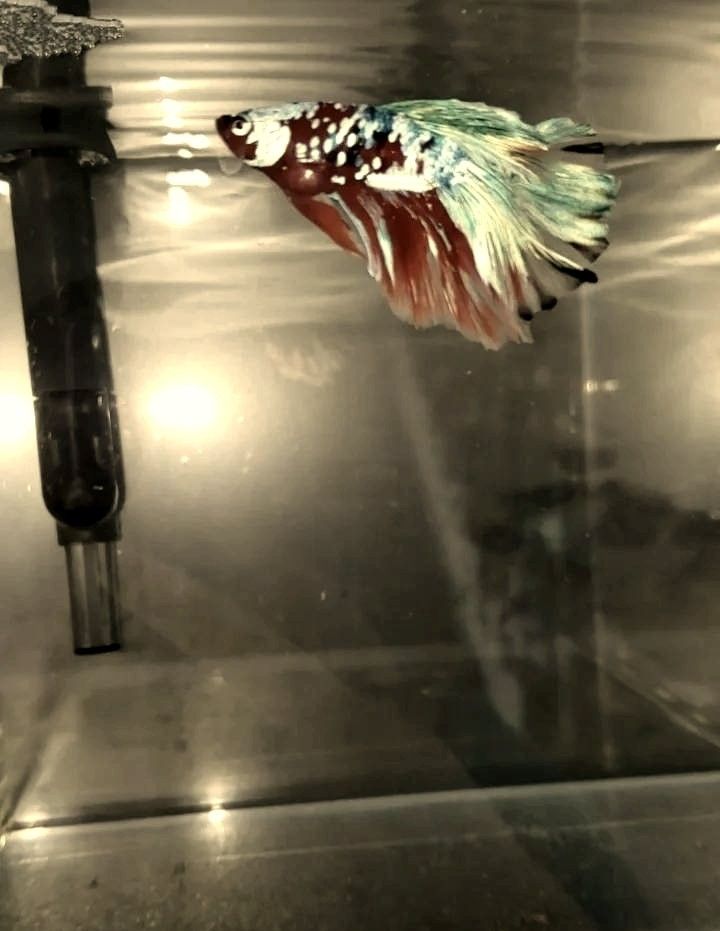 如何預(yù)防紅龍魚再次燒尾（刀哥養(yǎng)魚日記龍魚燒尾現(xiàn)象解析） 如何預(yù)防紅龍魚再次燒尾（刀哥養(yǎng)魚日記龍魚燒尾現(xiàn)象解析） 龍魚百科 第6張