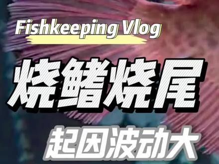 如何預(yù)防紅龍魚再次燒尾（刀哥養(yǎng)魚日記龍魚燒尾現(xiàn)象解析） 如何預(yù)防紅龍魚再次燒尾（刀哥養(yǎng)魚日記龍魚燒尾現(xiàn)象解析） 龍魚百科 第5張