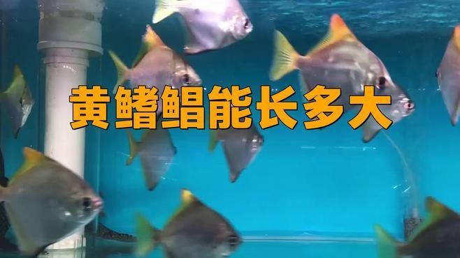 黃鰭鯧和龍魚混養需要多大的魚缸（黃鰭鯧和龍魚混養時魚缸尺寸需同時滿足兩種活動需求） 黃鰭鯧和龍魚混養需要多大的魚缸（黃鰭鯧和龍魚混養時魚缸尺寸需同時滿足兩種活動需求） 龍魚百科 第1張