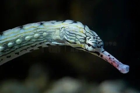 如何下載高清的海龍魚圖片（專業圖庫網站提供高清海龍魚圖片網站提供高清海龍魚） 如何下載高清的海龍魚圖片（專業圖庫網站提供高清海龍魚圖片網站提供高清海龍魚） 龍魚百科 第1張