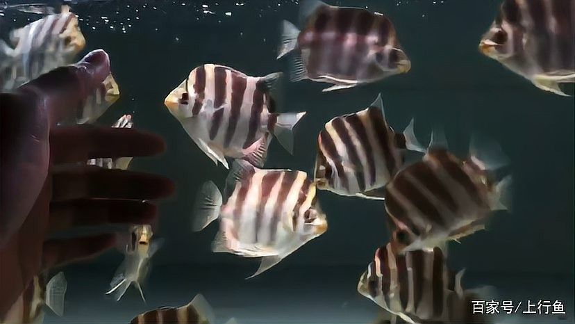非洲金鼓魚混養最佳搭配（非洲金鼓魚混養建議）