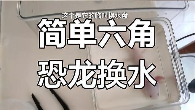 六角龍魚冬季需要換水嗎？（六角恐龍冬季養(yǎng)護(hù)指南）