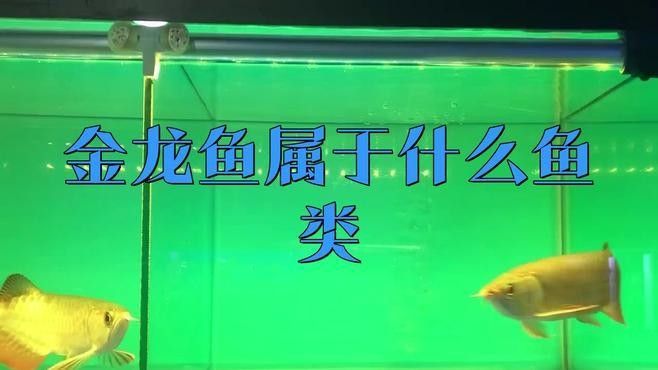 金龍魚多大算成魚（養(yǎng)金龍魚要注意什么） 金龍魚多大算成魚（養(yǎng)金龍魚要注意什么） 龍魚百科 第6張