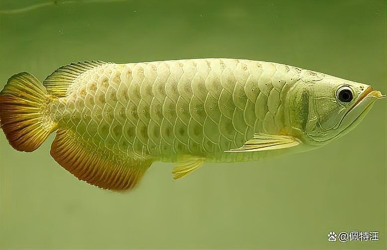 金龍魚多大算成魚（養(yǎng)金龍魚要注意什么） 金龍魚多大算成魚（養(yǎng)金龍魚要注意什么） 龍魚百科 第13張