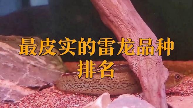 哪種雷龍魚品種最耐活（什么小型雷龍魚最好養） 哪種雷龍魚品種最耐活（什么小型雷龍魚最好養） 龍魚百科 第7張