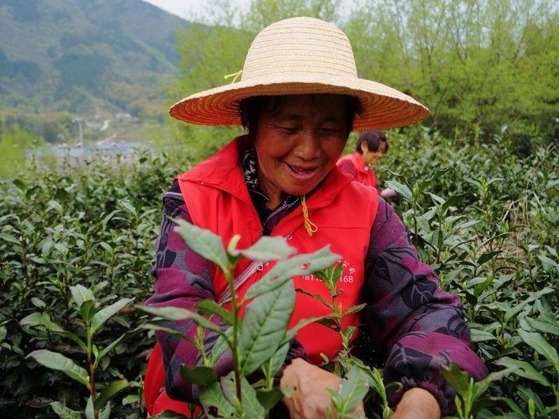 如何聯系金龍系列茶葉品牌方？（添壺金龍玉珠，一喝便知春滋味!）