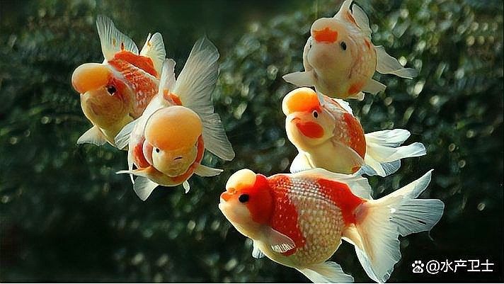 太陽能水換水后需要加硝化細菌嗎（九松健康,魚缸換水后需要加硝化細菌嗎）