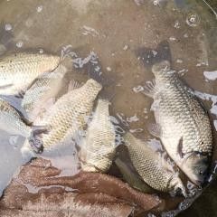福州龍魚回收的價格如何（福州地區龍魚回收價格受品種、體型、品相及市場供需影響較大）