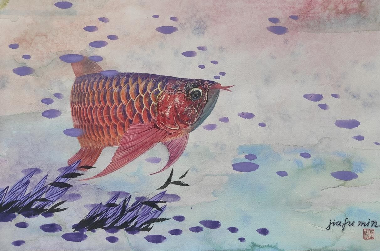 給我一張古典過背金龍魚的圖片（古典過背金龍魚）