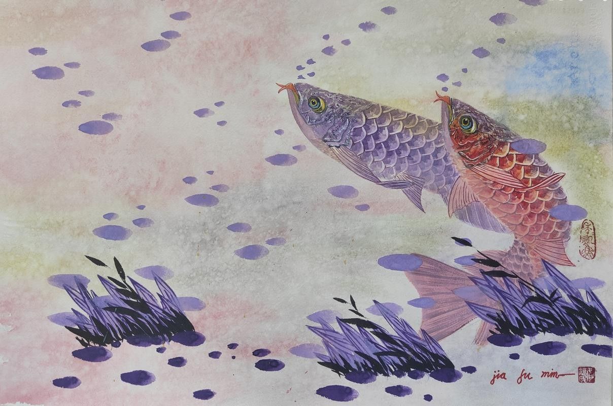 給我一張古典過背金龍魚的圖片（古典過背金龍魚）