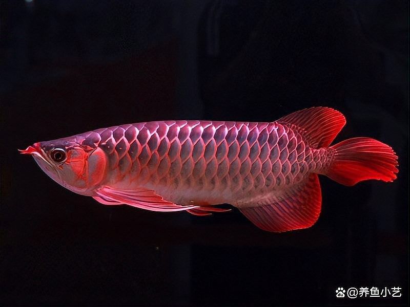 龍魚改口失敗怎么辦（針對(duì)龍魚改口失敗的問題）