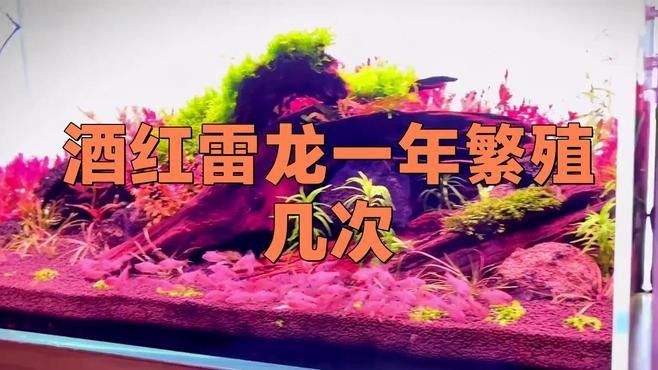 酒紅雷龍魚(yú)繁殖注意事項(xiàng)（酒紅雷龍繁殖全過(guò)程揭秘）