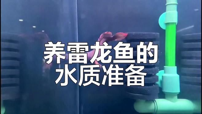 如何優化藍月雷龍魚缸環境（藍月雷龍魚偏好弱酸性至中性軟水ph值建議維持在6.5之間）
