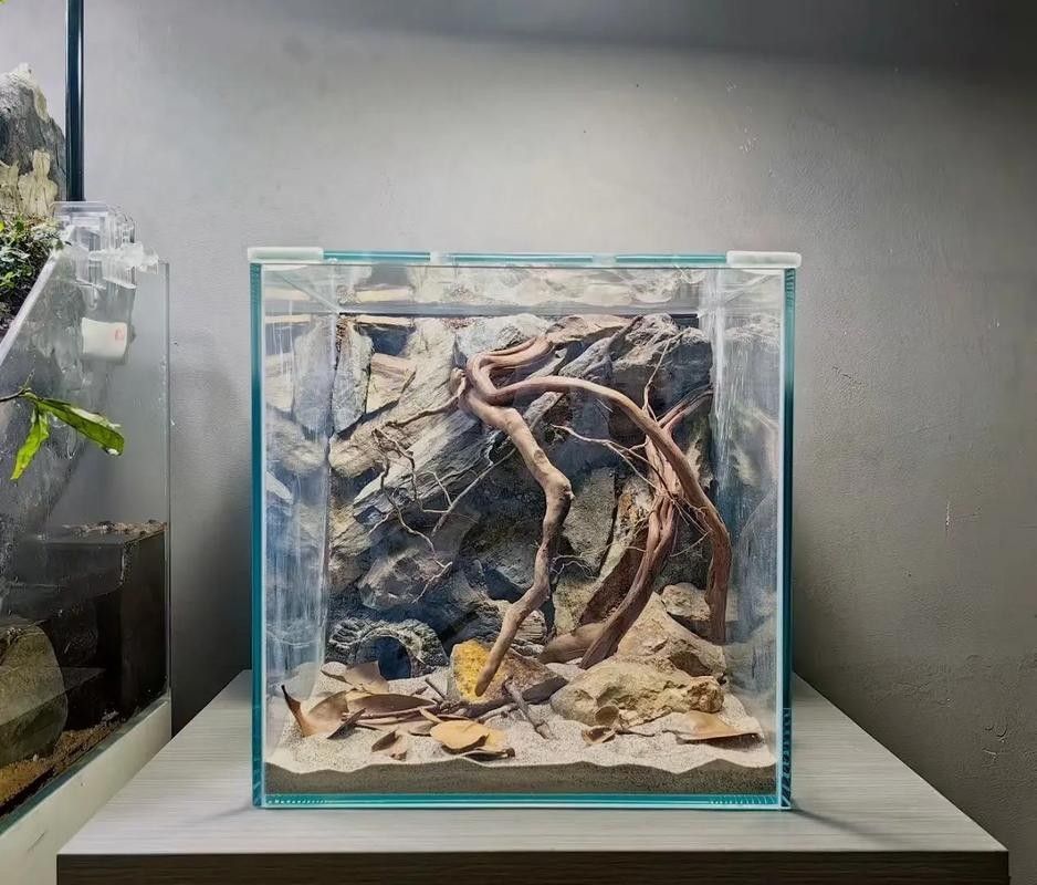 如何優化藍月雷龍魚缸環境（藍月雷龍魚偏好弱酸性至中性軟水ph值建議維持在6.5之間）