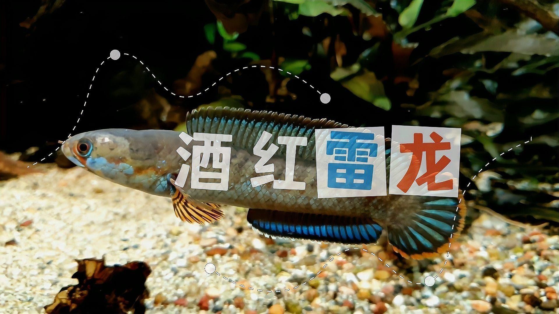 酒紅雷龍魚有哪些品種（酒紅雷龍魚的品種及種介紹）