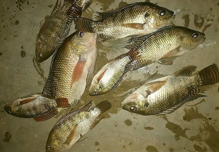 巨龍魚有哪些天敵（光頭魚司令，五種入侵我國的“流氓魚”,釣到抓到要無害化消滅）