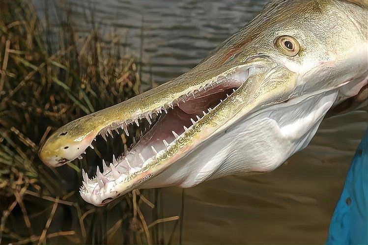 巨龍魚有哪些天敵（光頭魚司令，五種入侵我國的“流氓魚”,釣到抓到要無害化消滅）
