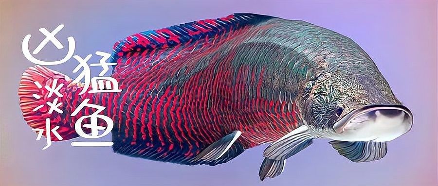 巨龍魚有哪些天敵（光頭魚司令，五種入侵我國的“流氓魚”,釣到抓到要無害化消滅）