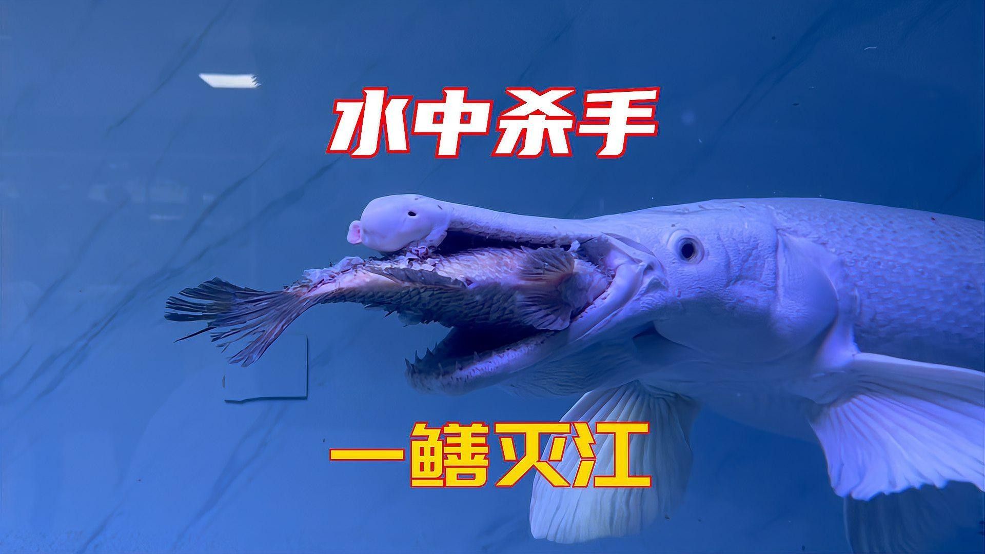 巨龍魚有哪些天敵（光頭魚司令，五種入侵我國的“流氓魚”,釣到抓到要無害化消滅）