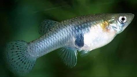 巨龍魚有哪些天敵（光頭魚司令，五種入侵我國的“流氓魚”,釣到抓到要無害化消滅）