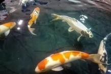 紅龍魚死亡的原因有哪些（紅龍魚死亡原因可歸納為以下幾類）
