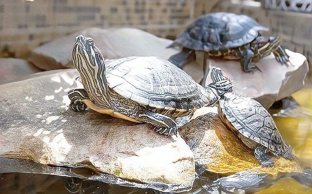 混養初期如何降低攻擊性？（烏龜能和魚一起養嗎） 混養初期如何降低攻擊性？（烏龜能和魚一起養嗎） 龍魚百科 第1張