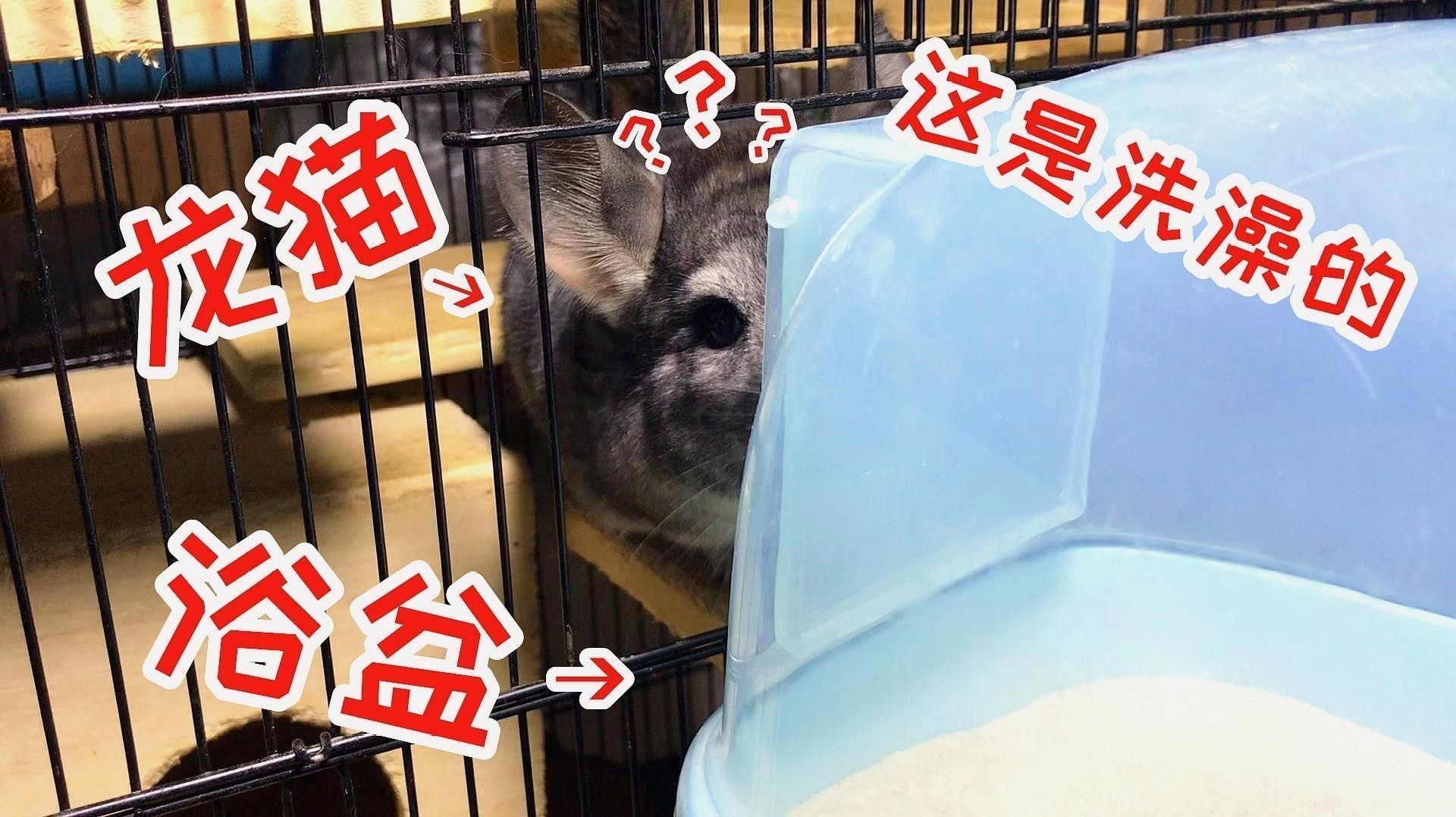 如何判斷龍貓籠子是否需要清洗（判斷龍貓籠子是否需要清洗）