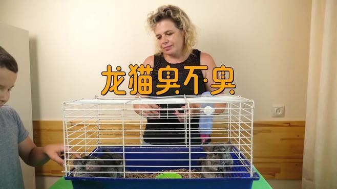 如何判斷龍貓籠子是否需要清洗（判斷龍貓籠子是否需要清洗）