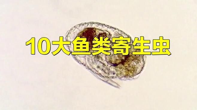 哪些蟲子對龍魚有害？（共參考16篇資料,02:00/02:00）