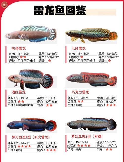 雷龍魚跳缸后如何護理（七彩雷龍魚跳缸怎么辦急救與保養全攻略給我一份麻薯）