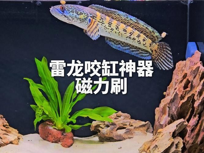 雷龍魚缸需要哪些工具魚（雷龍魚缸中適合混養的工具魚）