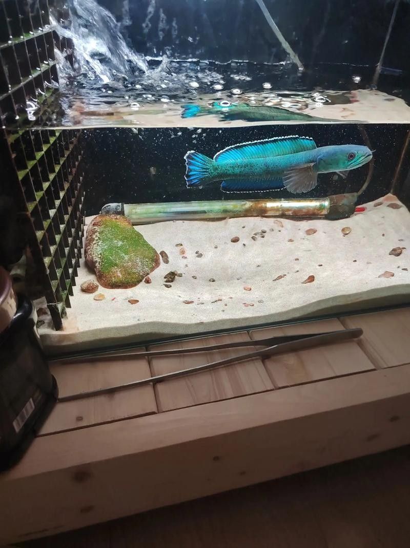 雷龍魚缸需要哪些工具魚（雷龍魚缸中適合混養的工具魚）