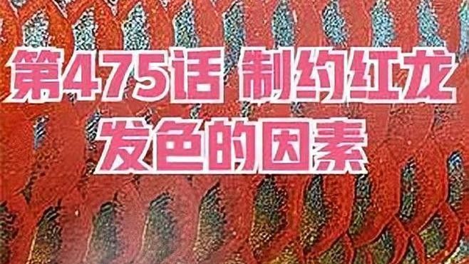 紅龍魚發(fā)色需要哪些光照（紅龍魚發(fā)色技巧）