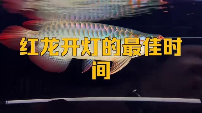 紅龍魚發(fā)色需要哪些光照（紅龍魚發(fā)色技巧）
