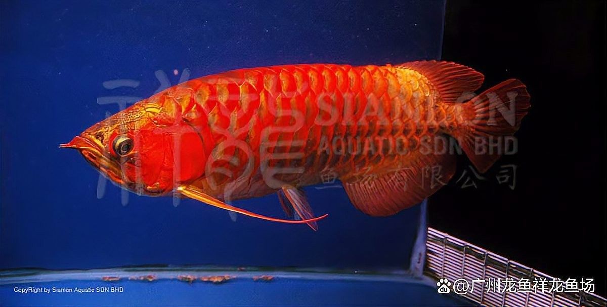 紅龍魚用紅燈能發(fā)色嗎（養(yǎng)紅龍魚用什么增色燈好看） 紅龍魚用紅燈能發(fā)色嗎（養(yǎng)紅龍魚用什么增色燈好看） 龍魚百科 第1張