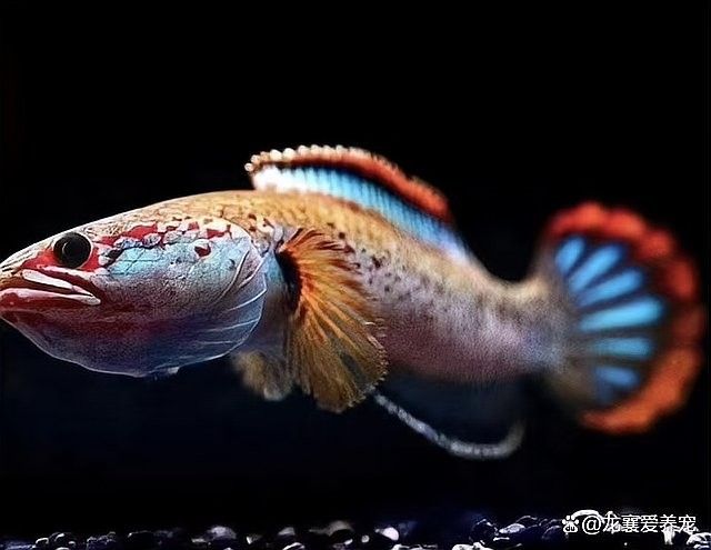 龍魚不吃面包蟲怎么辦？（網(wǎng)絡(luò)游俠,龍魚拒食怎么辦,原因有哪些）